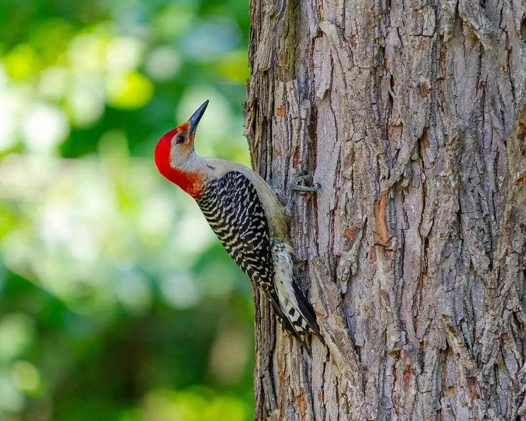 Nubian wood pecker